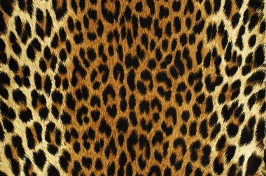 siyah noktalar bir leopar 