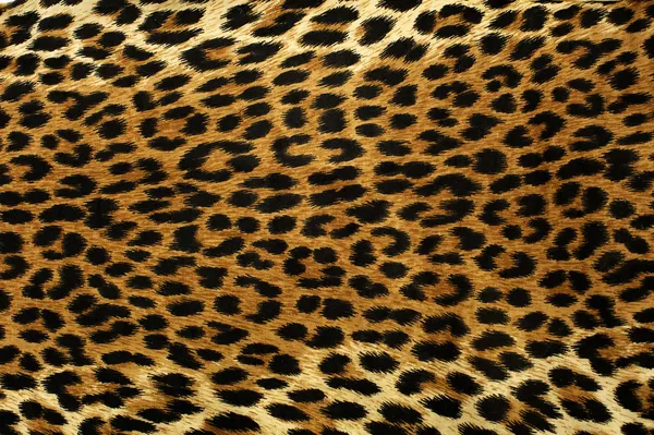 Леопард плям — стокове фото