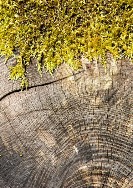 Dwarsdoorsnede van een boomstam — Stockfoto