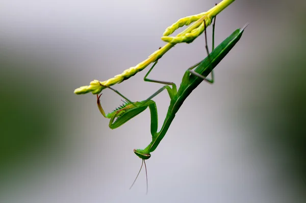 Mantis orante — Foto de Stock