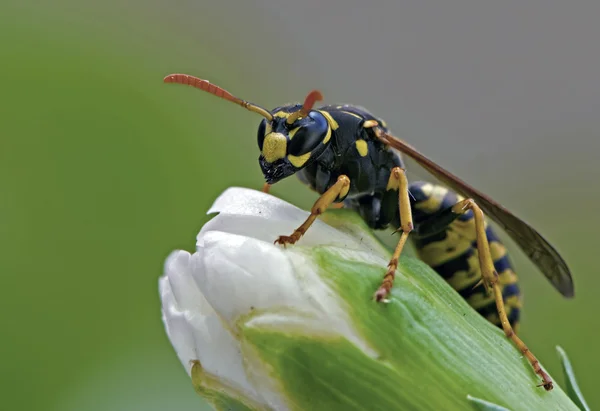 Macro of a wasp — Stock Photo, Image