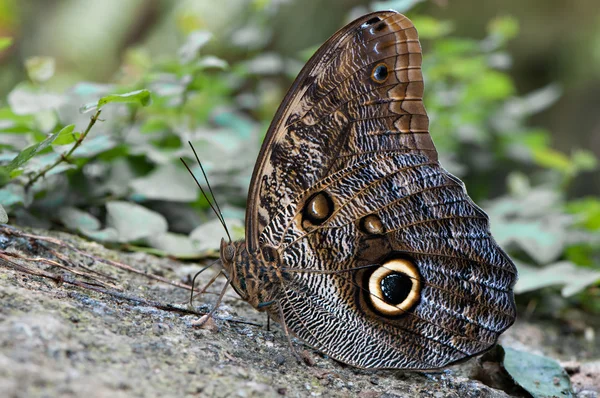 Farfalla di gufo — Foto Stock