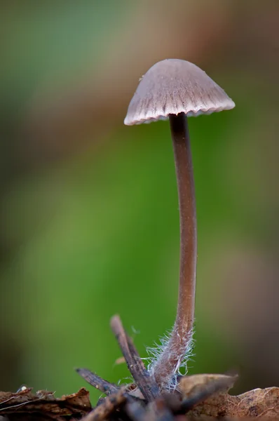 Mycena — Fotografie, imagine de stoc