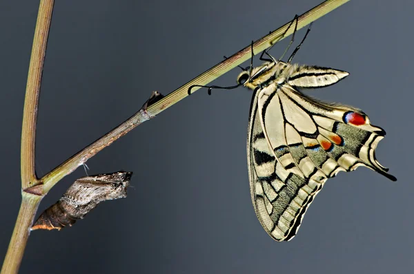 Papillon borboleta recém-nascido — Fotografia de Stock