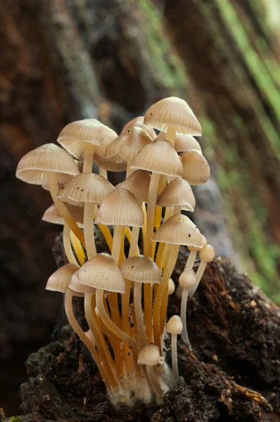 Groupe de champignons Mycènes — Photo