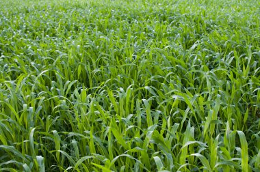 büyüyen mısır gevreği