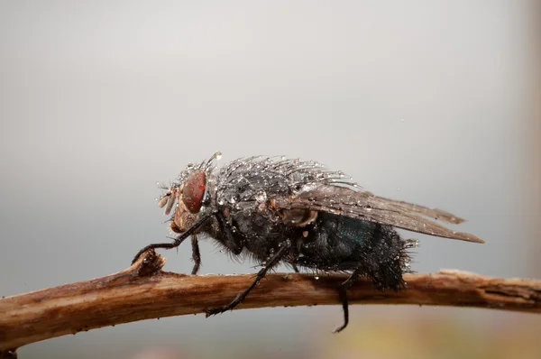 Fly with drops of water — Stock Photo, Image