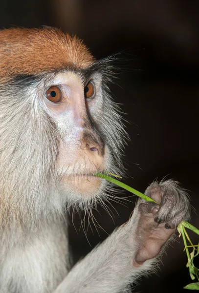 Macaco comendo — Fotografia de Stock