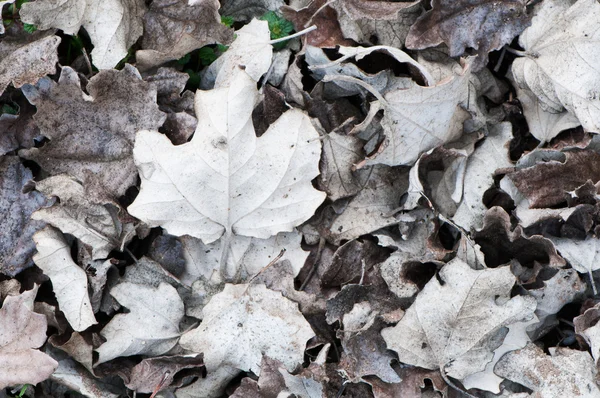 Leaves — Stock Photo, Image