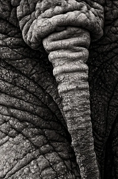 Elefantenschwanz — Stockfoto