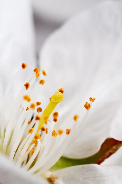 Cherry Blossom — Stock Photo, Image