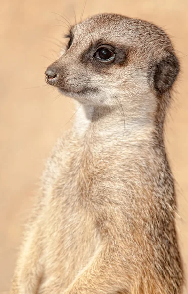 Meerkat. — Fotografia de Stock