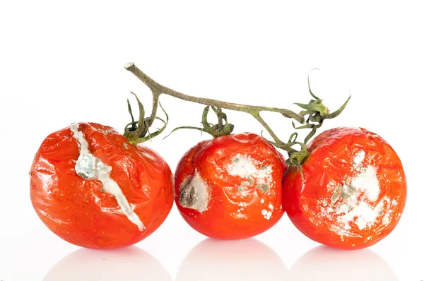 Gammelige Tomaten — Stockfoto