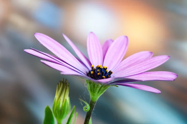 Daisy — Stock Photo, Image