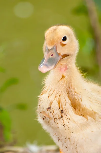 Gänseküken — Stockfoto