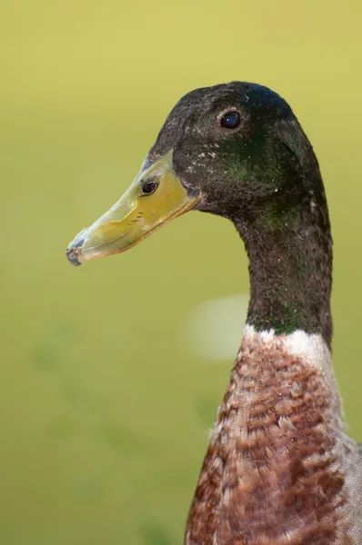 Porträt einer Ente — Stockfoto