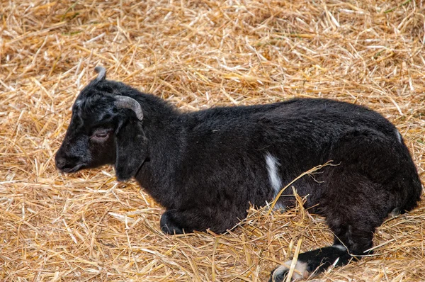 Goat Breeding — Stock Photo, Image