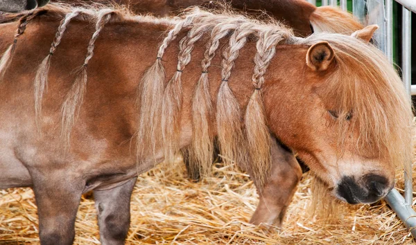 Pony with braids — Stock Photo, Image