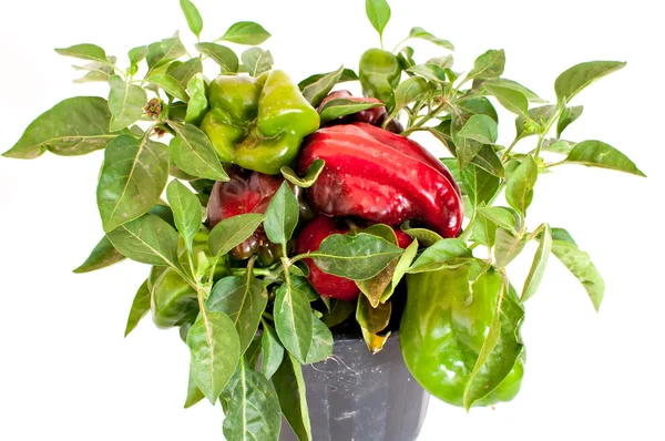 Plant with peppers — Stock Photo, Image
