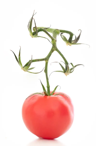 Tomat dengan cabang — Stok Foto