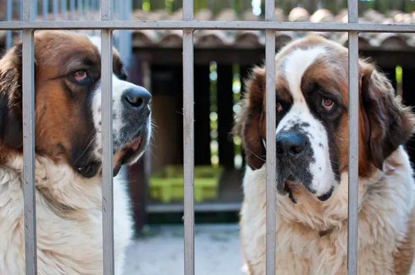 St. bernard hund — Stockfoto