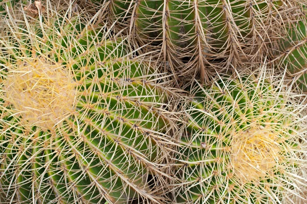 Cactus — Stockfoto