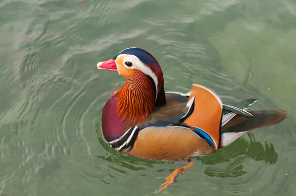 Canard mandarin — Photo