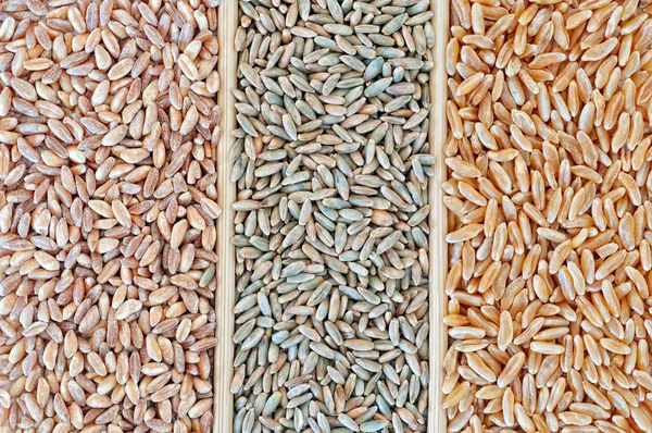Сорта пшеницы — стоковое фото