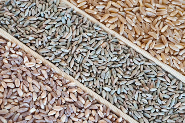 Wheat varieties — Stock Photo, Image