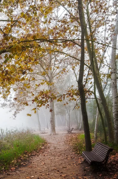 Park in autumn — Stock Photo, Image