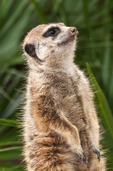 Suricata. — Fotografia de Stock