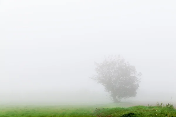 Träd med dimma — Stockfoto