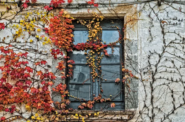 Climbing plants — Stock Photo, Image