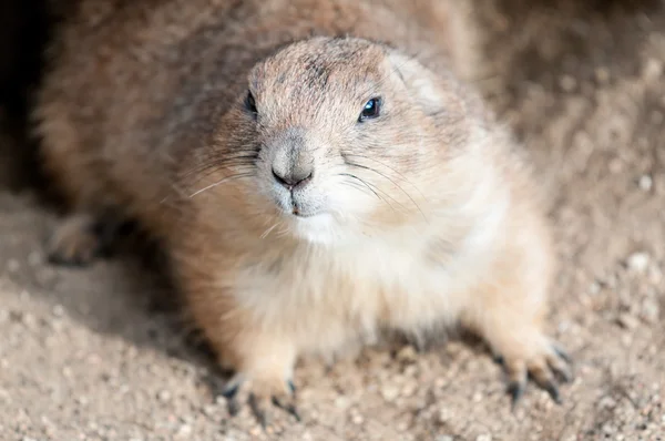 Prairie dog — Stock Photo, Image