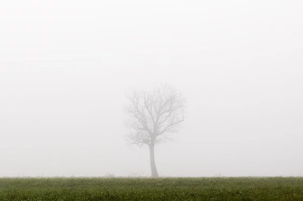 Árbol en la niebla —  Fotos de Stock