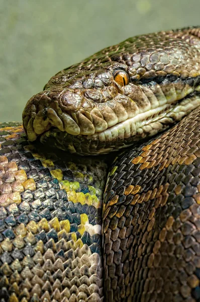 Síťované Pythonu — Stock fotografie