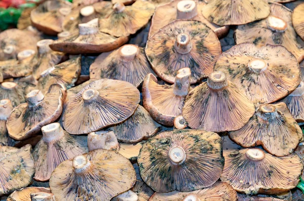 Mushrooms — Stock Photo, Image