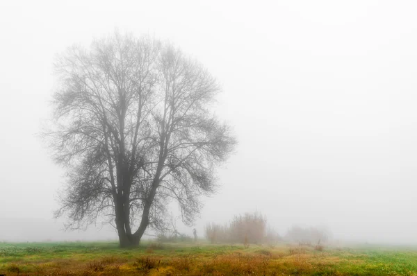 Prado con niebla — Foto de Stock