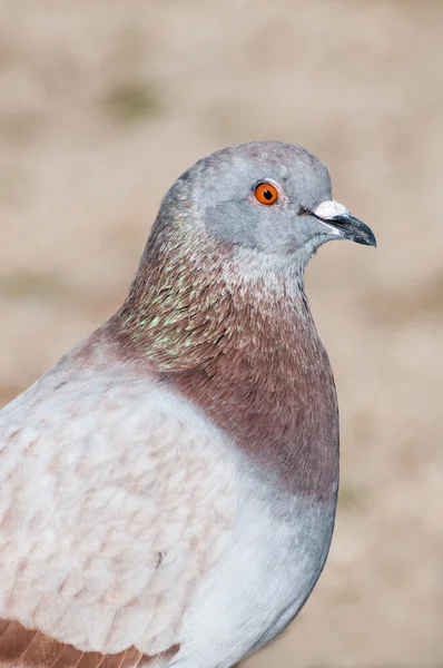 Common pigeon — Stock Photo, Image