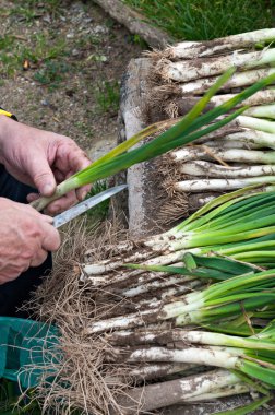 Barbekü üzerinde calsots