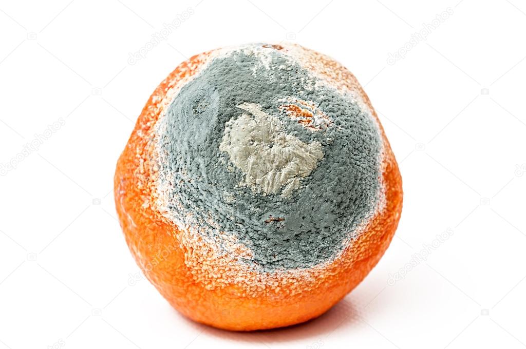 rotten orange 
