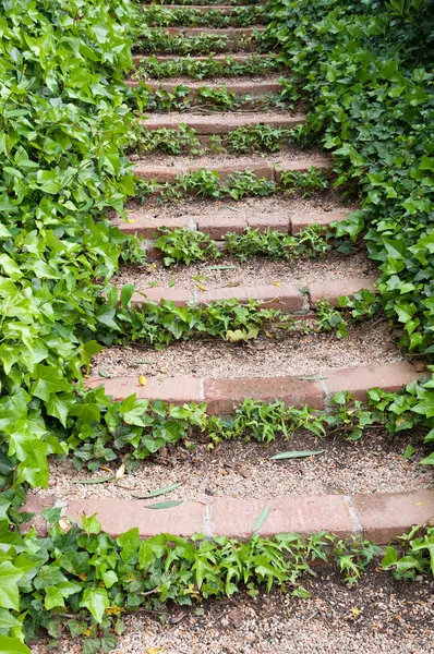 Stairs with ivy — Stock Photo, Image