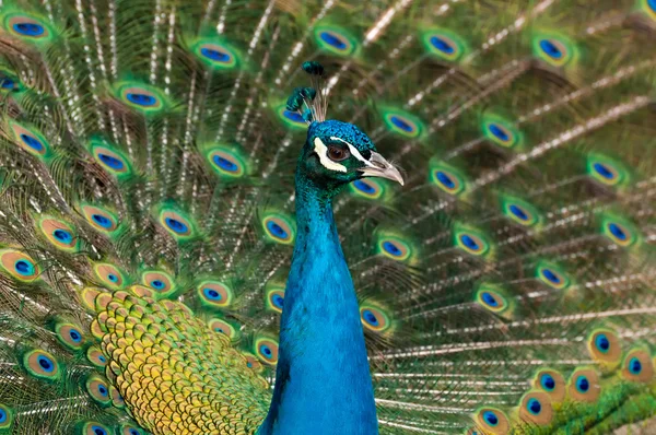 Peacock — Stock Photo, Image