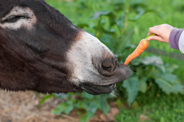 당근 먹는 당나귀 — 스톡 사진