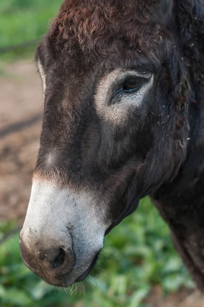 Portrait donkey — Stock Photo, Image