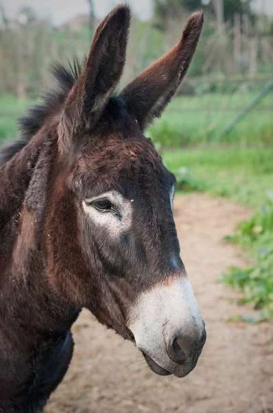 Porträt-Esel Stockfoto