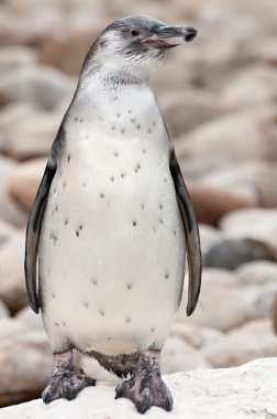 penguen 