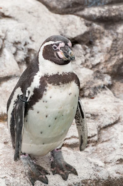 Pinguin — Stockfoto