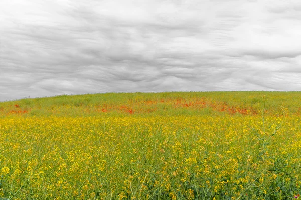 花の咲く草原 — ストック写真