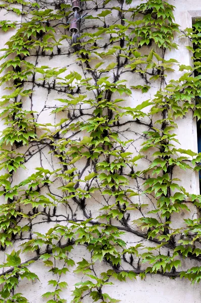 Detail vine — Stock Photo, Image